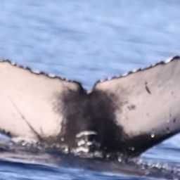 Fluke of HW-MN0443510