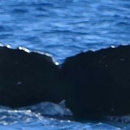 Fluke of HW-MN0443511