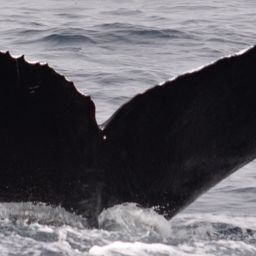 Fluke of 765