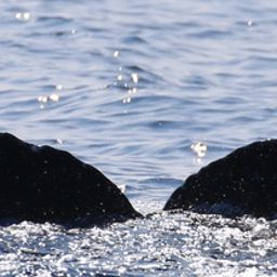 Fluke of HW-MN0443513