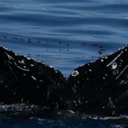 Fluke of CRC-19759