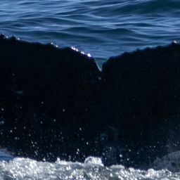 Fluke of CRC-19758