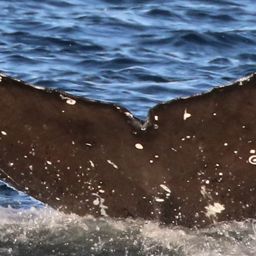 Fluke of CRC-19755