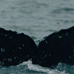Fluke of CRC-19753