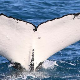 Fluke of HW-MN1103010