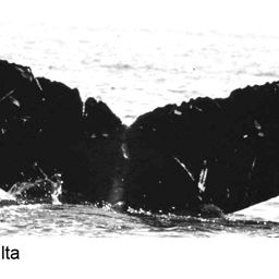 Fluke of Ilta