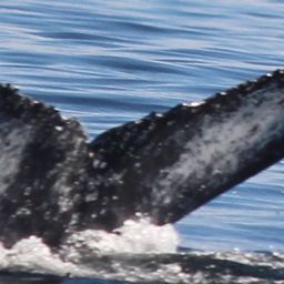 Fluke of HW-MN1103060