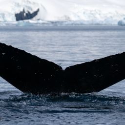 Fluke of HW-MN1303661