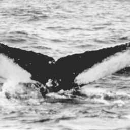 Fluke of Pluma