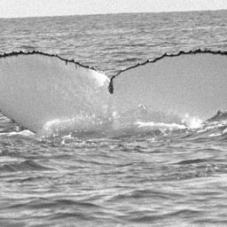 Fluke of WA0198