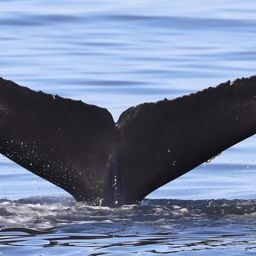 Fluke of CRC-19542