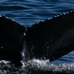Fluke of CRC-19748