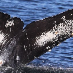 Fluke of CRC-19738