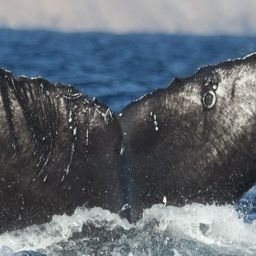 Fluke of CRC-19736