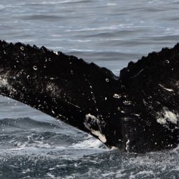 Fluke of HW-MN1303665