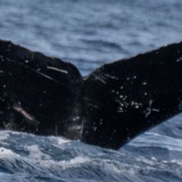 Fluke of HW-MN0443516