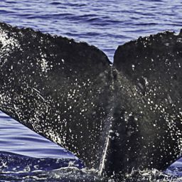 Fluke of HW-MN0443518