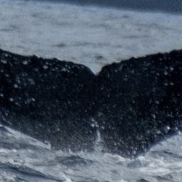 Fluke of HW-MN0443523