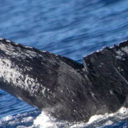 Fluke of HW-MN0443526