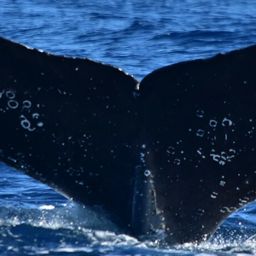 Fluke of CRC-23099