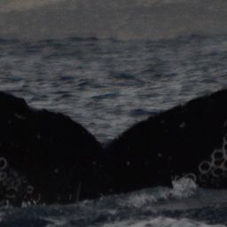 Fluke of HW-MN0522774