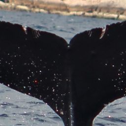 Fluke of HW-MN0522784