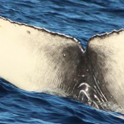 Fluke of HW-MN0522786