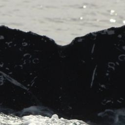 Fluke of HW-MN0522787