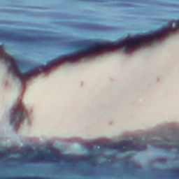 Fluke of CRC-22442