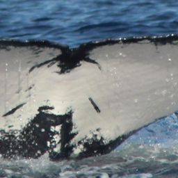 Fluke of HW-MN0522790