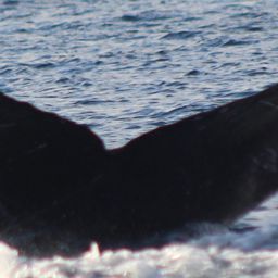 Fluke of HW-MN0522792