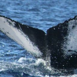 Fluke of HW-MN0522795