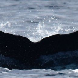 Fluke of HW-MN0522803
