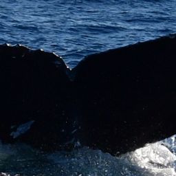 Fluke of CRC-21368