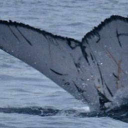 Fluke of CRC-22443