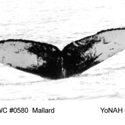 Fluke of Mallard