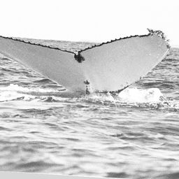 Fluke of WA0303
