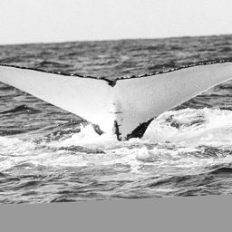 Fluke of WA0290