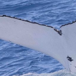 Fluke of 76955