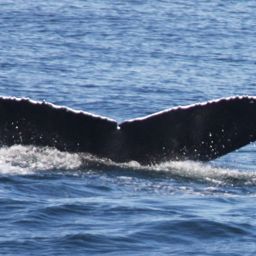 Fluke of Ebony