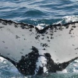 Fluke of HW-MN1103692