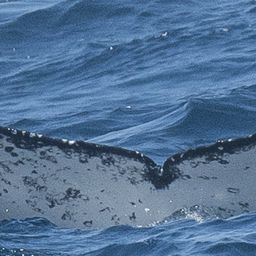 Fluke of HW-MN0800702