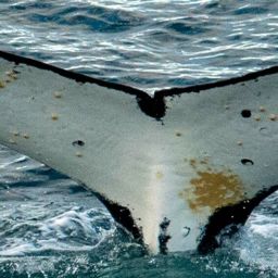 Fluke of Dalmatian