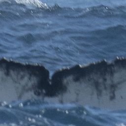 Fluke of HW-MN0800730
