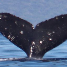 Fluke of HW-MN0443531