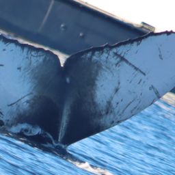 Fluke of HW-MN0443534