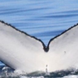 Fluke of HNC353