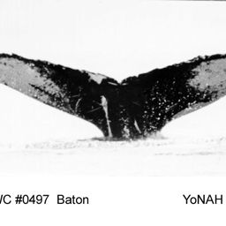 Fluke of Baton