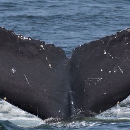 Fluke of CRC-15609