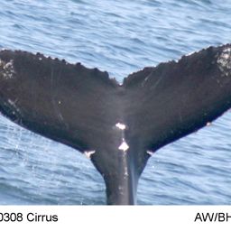 Fluke of Cirrus